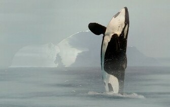 Orca Achtergronden Dieren HD Wallpaper Foto Jpg