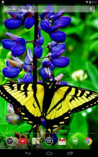 Butterflies Live Wallpaper Android Apps On Google Play