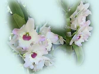 Beautiful Orchids Wallpaper
