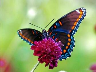 Colorful Butterfly Wallpaper Full HD