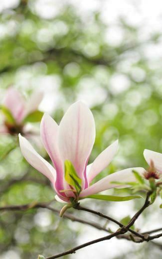 HD Photography Nature Wallpaper On