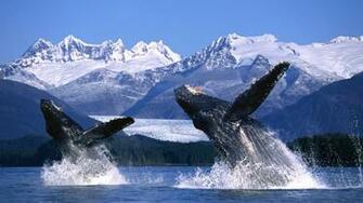 Whale Computer Wallpaper Desktop Background Id
