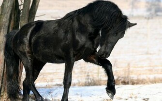 Horse Black Wallpaper Gohskxolths Uizlumarosi
