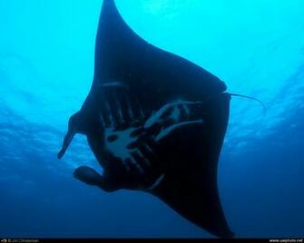 Manta Ray A Black