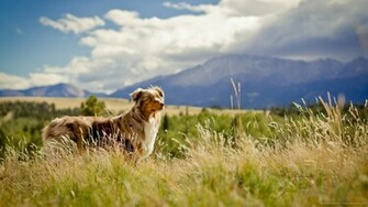 Australian Shepherd In Field Wallpaper Picture For iPhone Blackberry