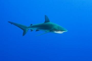 Galapagos Shark Cruising