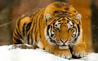 Siberian Tiger Desktop Wallpaper