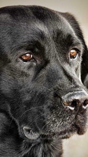 Black Labrador Retriever Wallpaper Allwallpaper In Pc En