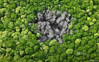 Nature Wallpaper Microsoft Bing