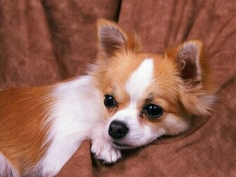 Puppies Chihuahua Puppy Portrait Photos