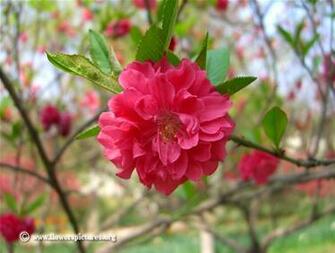 Peach Blossom Pictures Photos