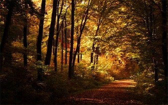 Eyes You The Designer Widescreen Nature Themed Wallpaper