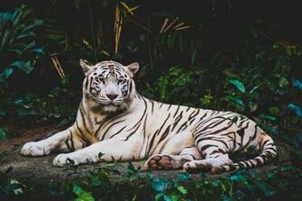 Animals Wallpaper HD Hq