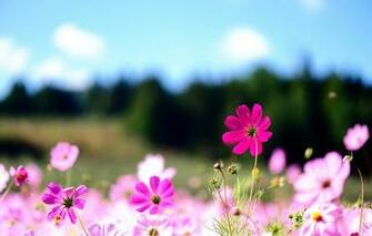 Posts Mobile Screensavers And Wallpaper Flowers