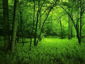 Green Forest Wallpaper HD Dekstop