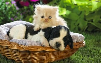 Cats And Dogs Wallpaper