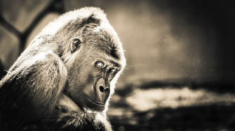 Gorilla Wallpaper Resolution HD 4k