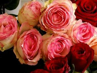Flowers For Flower Lovers Beautiful Rose Wallpaper