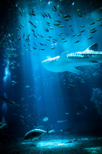 Whale Shark iPhone Wallpaper