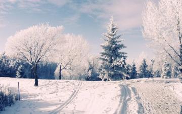 Winter Wonderland Background Net