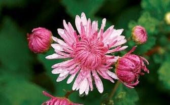 Fine Gardening Wallpaper Chrysanthemum Emperor Of China