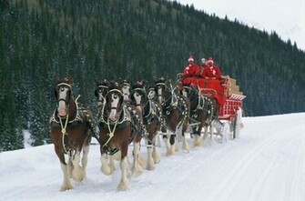 Budweiser S Clydesdales Alive And Kicking Brewer Says The Media