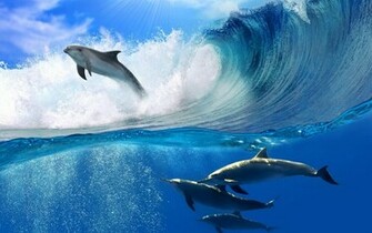 Playing Dolphins Desktop Wallpaper