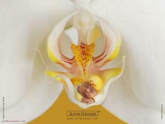 Anne Geddes Wallappers Part Desktop Wallpaper HD