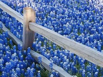 Wallpaper Texas My Bluebonnets