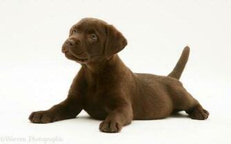 Chocolate Labrador Retriever Pup White Background Jpg