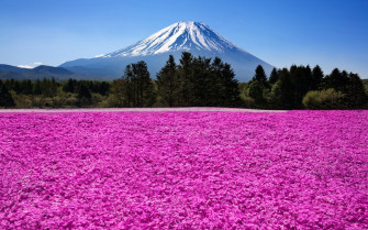 Field Of Pink Flowers On A Mount Fuji In Japan Wallpaper