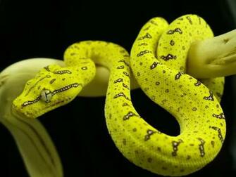Green Tree Python Wallpaper