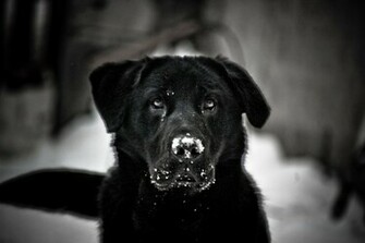 Cool Dogs HD Wallpaper High Definition Quality