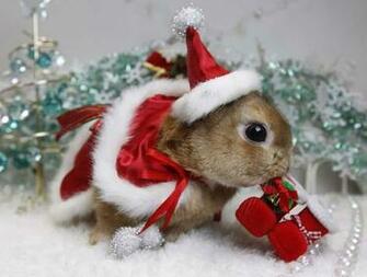 Image Cute Christmas Animal Bunny Santa Hat Suit Jpg Austin Ally