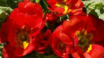Red Flowers Wallpaper