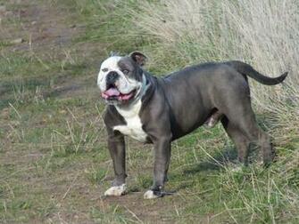 Pet Advert No Longer Exists Pets4homes