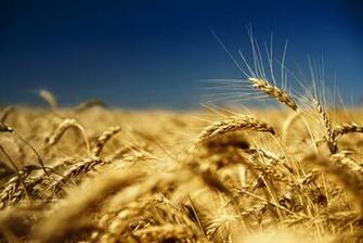 Ukraine Wallpaper