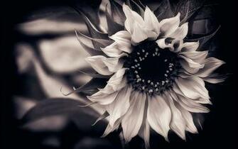Previous Image Go Back To Black And White Flower Wallpaper HD For