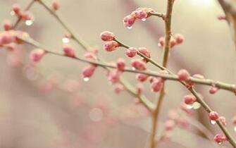 Spring Branches Bud HD Wallpaper
