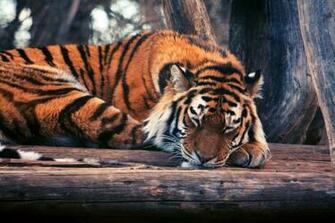 Wallpaper Tiger Cute Animals Funny