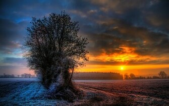 Snow Covered Tree Wallpaper And Image Pictures Photos