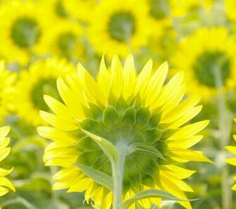 Sunflower Field Wallpaper For The iPhone At GetHDpic