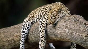 Leopard HD Desktop Wallpaper