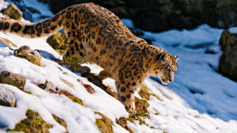 Snow Leopard Animals Wallpaper HD