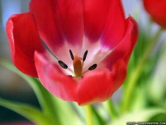 Flowers Amp Planets Tulip Flower Wallpaper