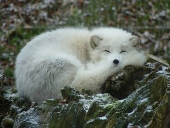 Arctic Fox Wallpaper Animal Lovers