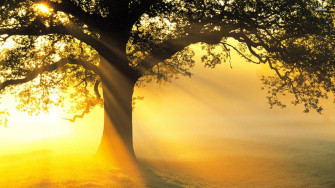 HD Tree Wallpaper