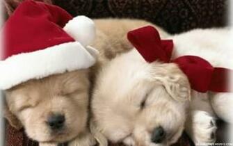 Cute Christmas Puppies HD Wallpaper In Celebrations Imageci