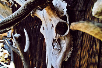 Bull Skull Wallpaper