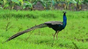 Blue Peafowl Wallpaper 8k 4k 5k